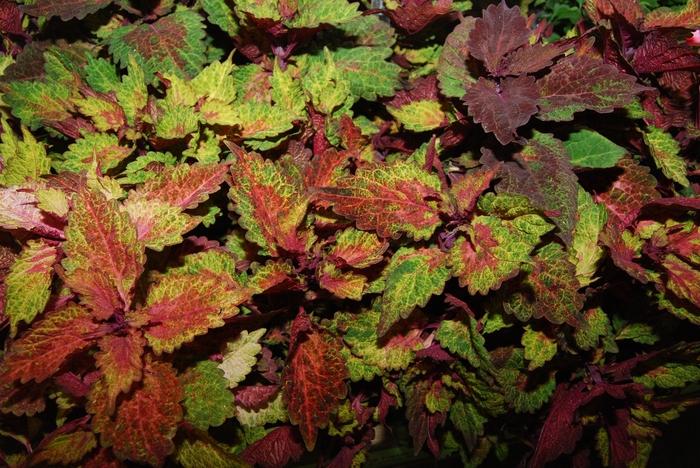 Coleus Indian Summer