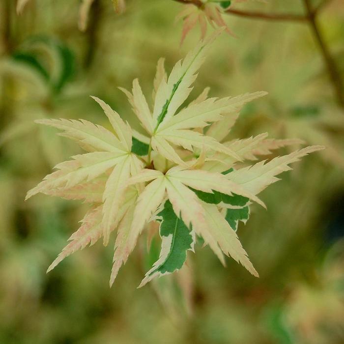 Acer palmatum Butterfly
