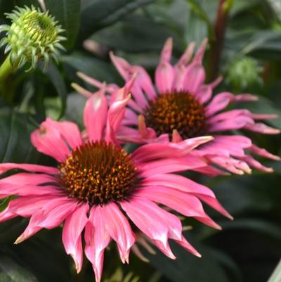 Echinacea purpurea Meadow Mama Playful