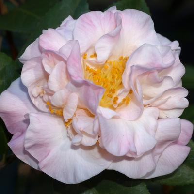 Camellia High Fragrance