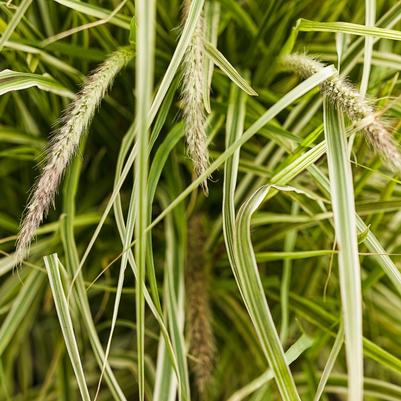 Pennisetum setaceum Graceful Grasses® Sky Rocket