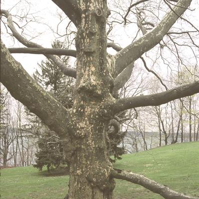 Platanus x acerifolia 
