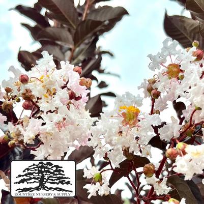 Lagerstroemia Thunderstruck™ White Lightning™