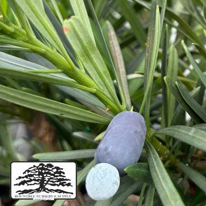 Podocarpus macrophyllus Pringles Dwarf