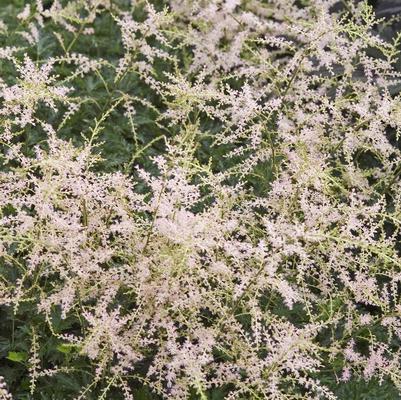 Astilbe simplicifolia Sprite