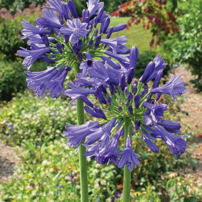 Agapanthus praecox Straight A&reg; Blue Bayou