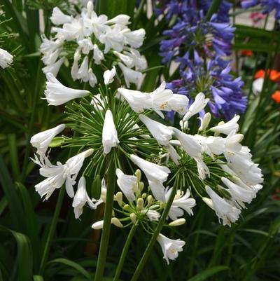 Agapanthus Ever White&trade;