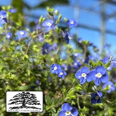 Veronica peduncularis Georgia Blue