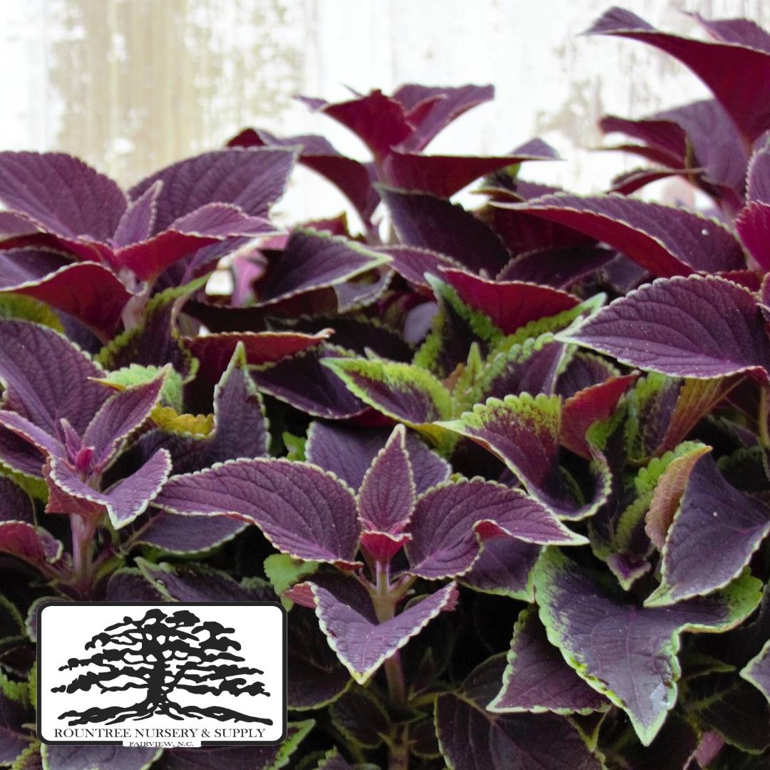 Coleus scutellarioides Vino