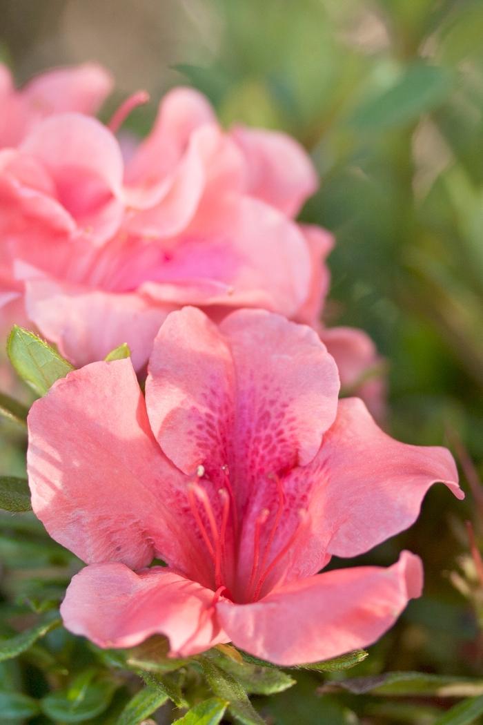 Rhododendron Encore® Autumn Coral®