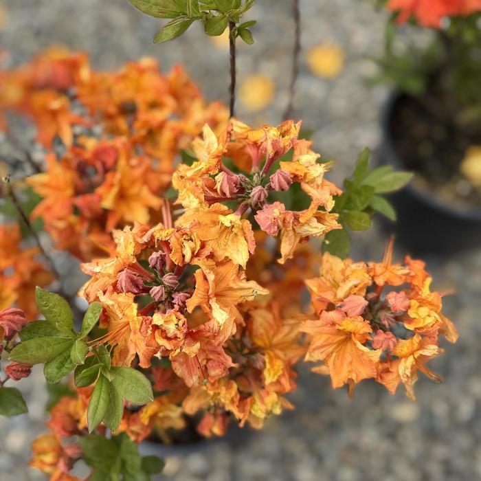 Rhododendron Exbury hybrid Gibraltar