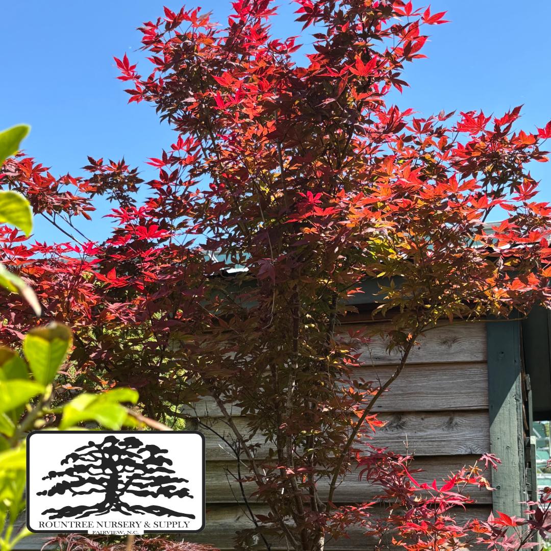 Japanese Maple 'Peve Starfish' - Spring Color