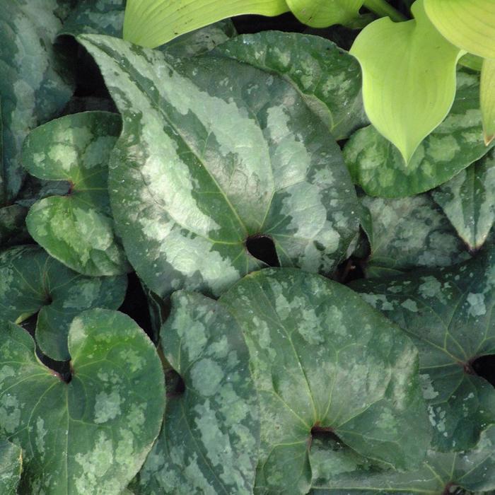Asarum splendens Quicksilver