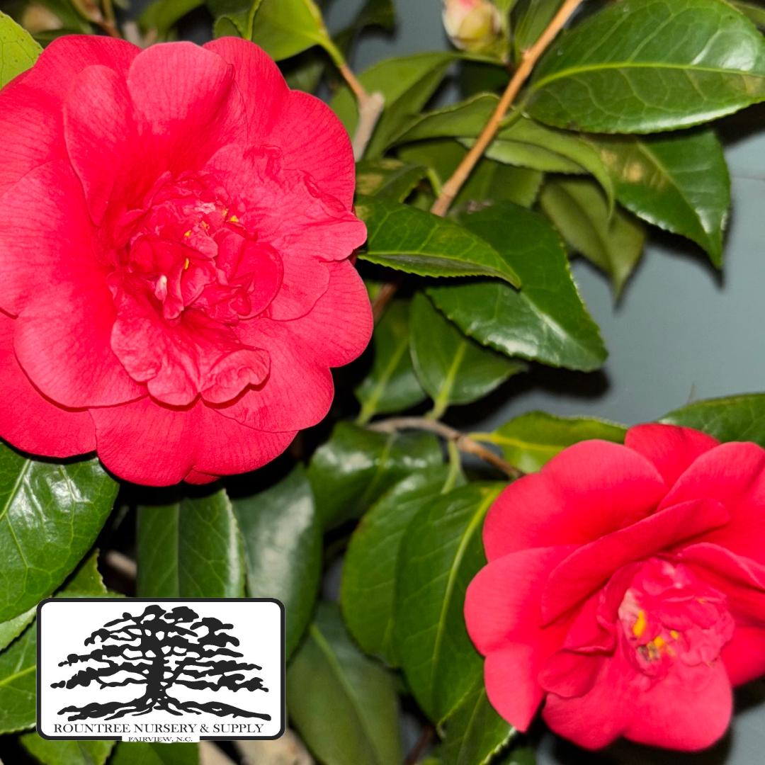 Camellia 'Rosehill Red' - Early Spring Blooms