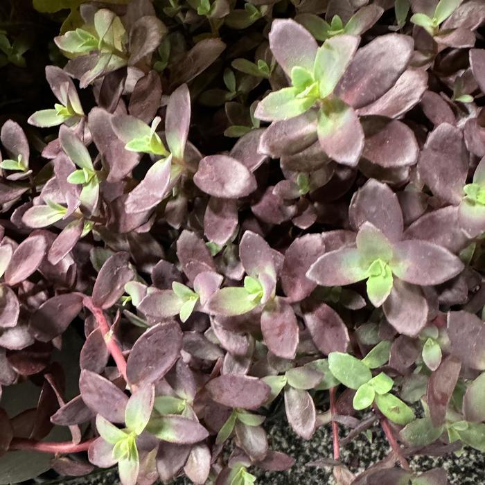 Sedum Sunsparkler® Firecracker