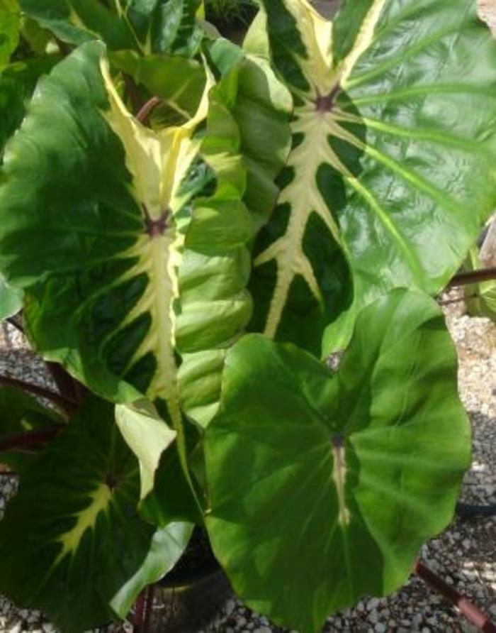 Colocasia esculenta Royal Hawaiian® White Lava