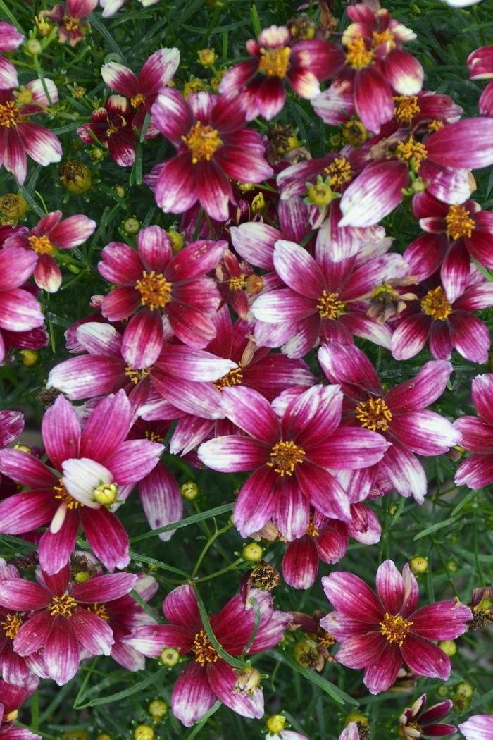 Coreopsis verticillata Sizzle & Spice® Zesty Zinger
