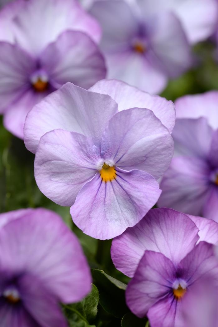 Viola cornuta Sorbet® XP Lavender Pink