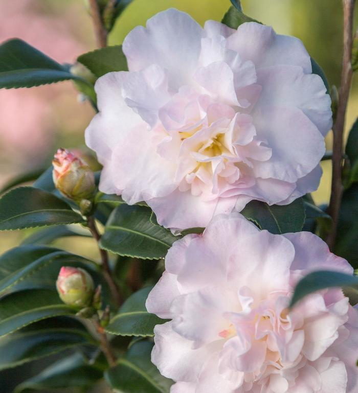 Camellia sasanqua October Magic® Dawn