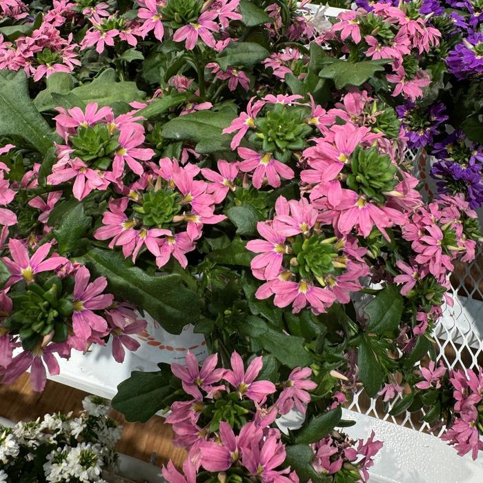 Scaevola aemula Scala Pink Bird