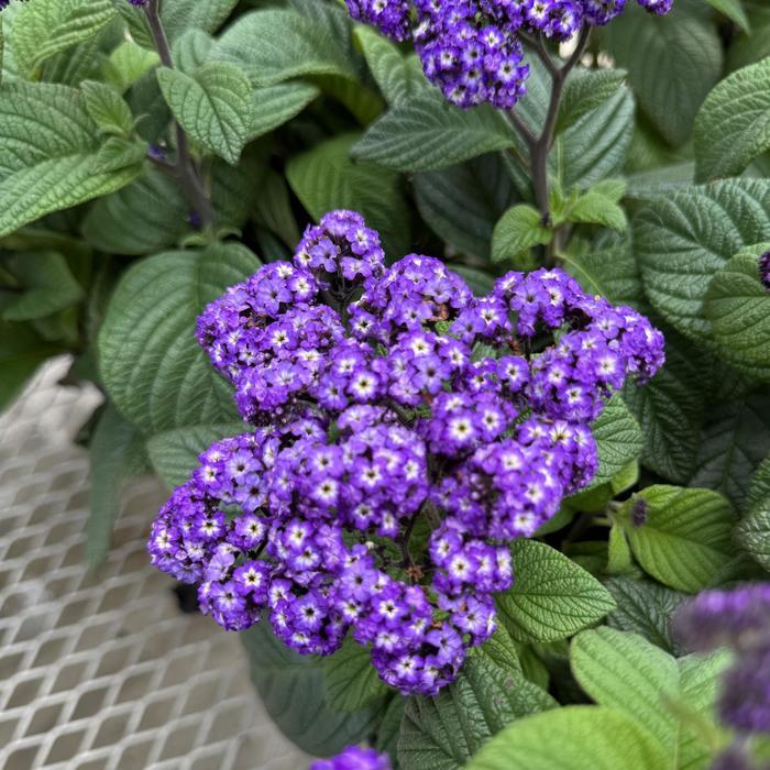 Heliotropium arborescens Fragrant Delight