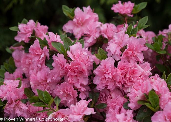 Rhododendron Bloom-A-Thon® Pink Double