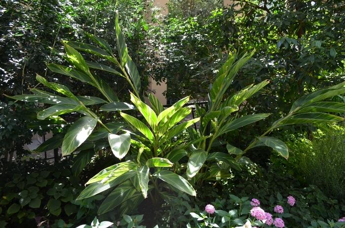Alpinia zerumbet Variegata