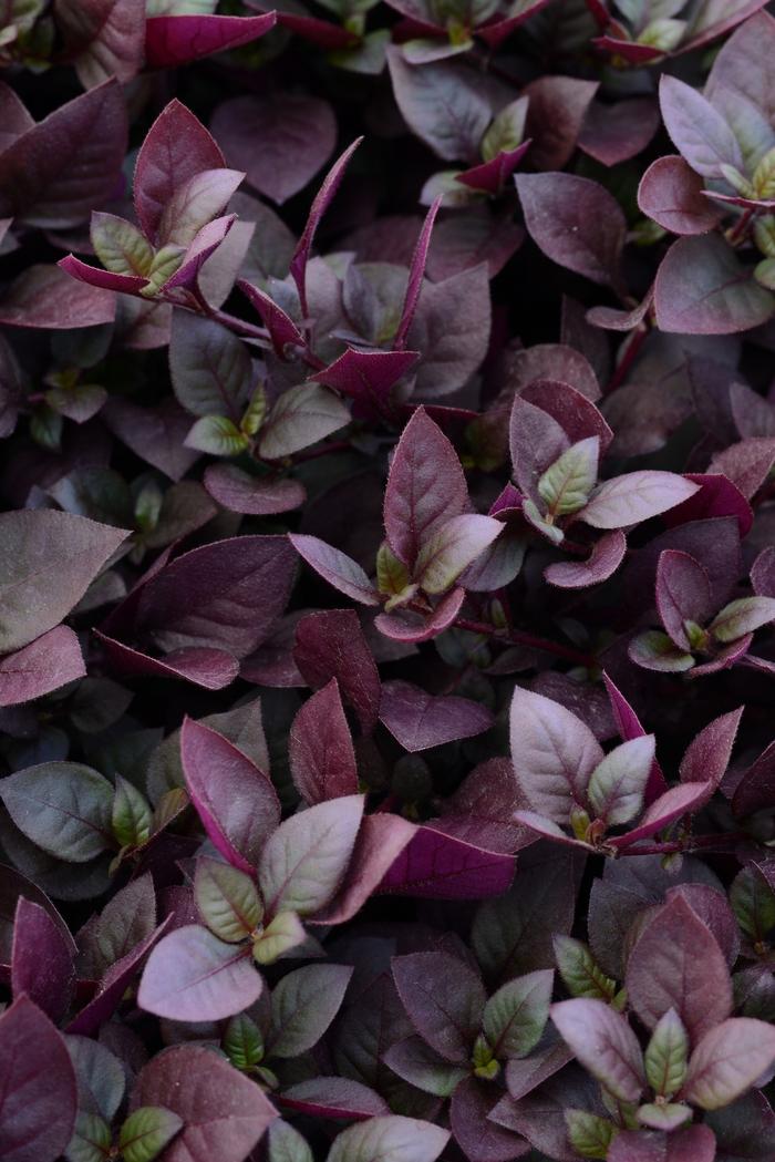 Alternanthera brasiliana Purple Prince