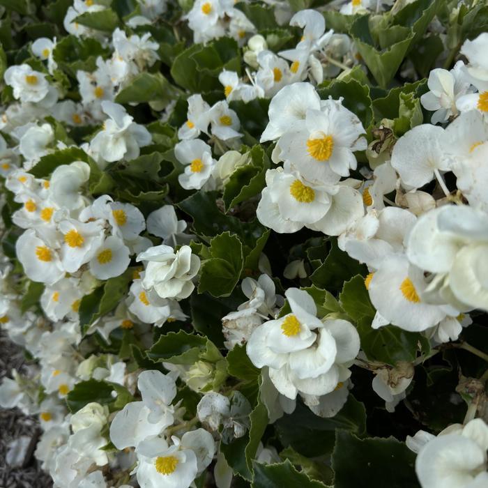 Begonia x benariensis Big™ White Green Leaf
