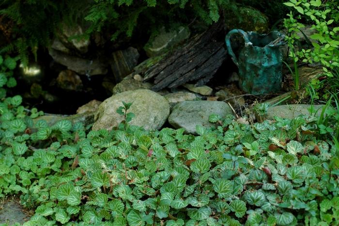 Saxifraga stolonifera