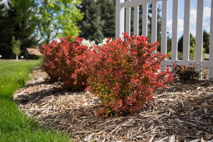Berberis thunbergii Toscana™