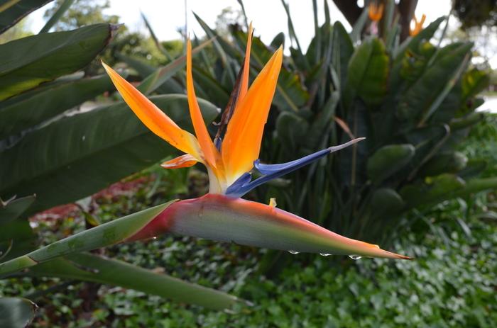 Strelitzia reginae