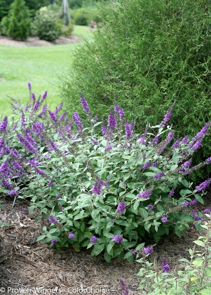 Buddleia Lo & Behold® Blue Chip Jr.