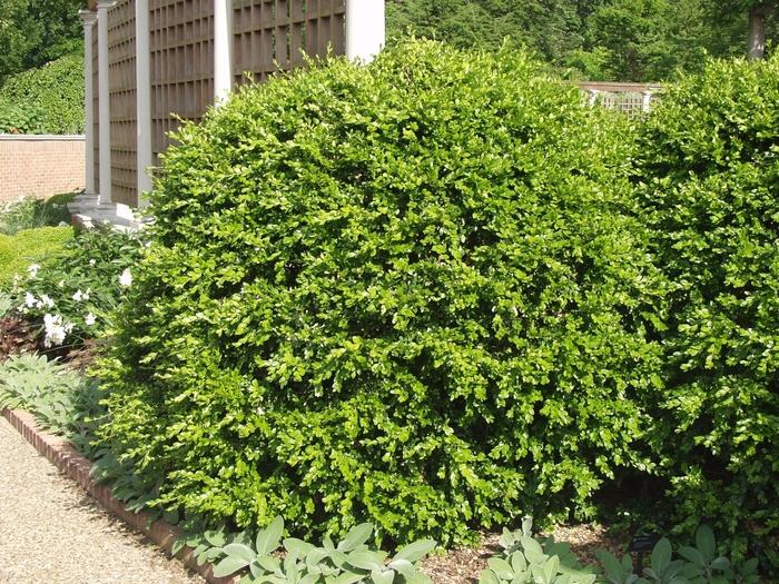 Buxus microphylla japonica