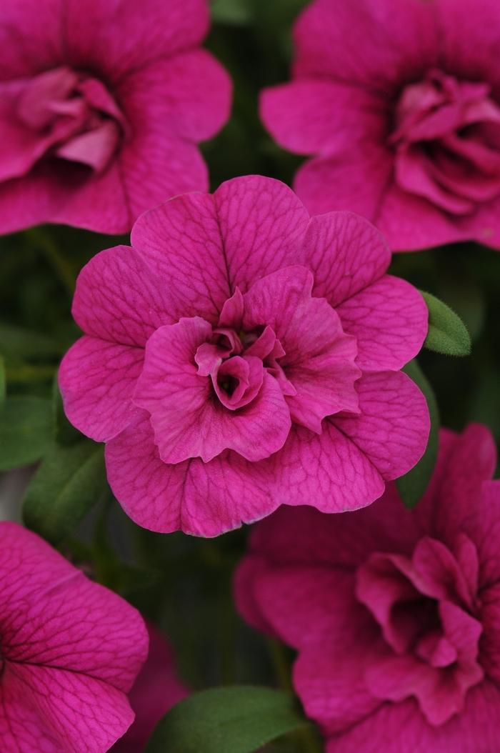 Calibrachoa MiniFamous® Double Purple