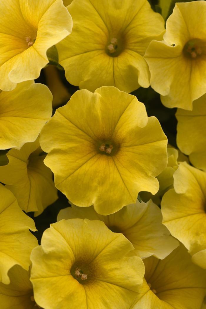 Petchoa Caliburst™ Yellow