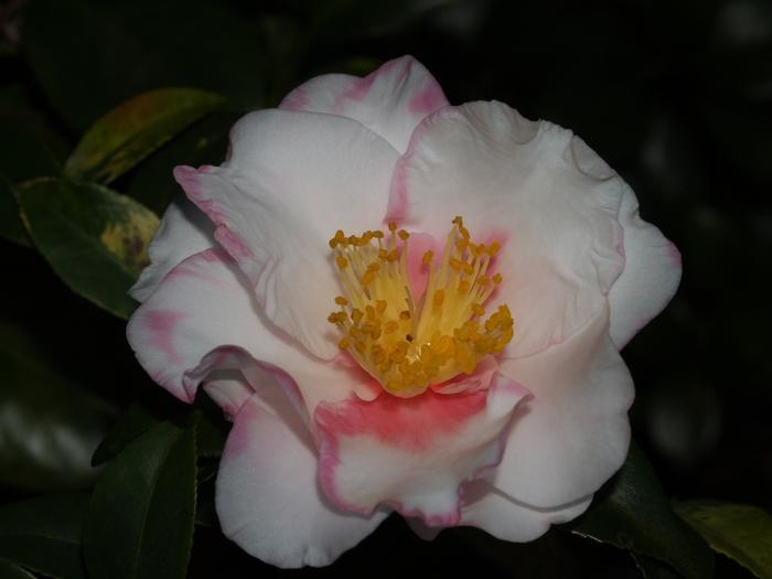 Camellia Shibori-Egao