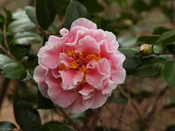 Camellia japonica Tomorrow's Dream