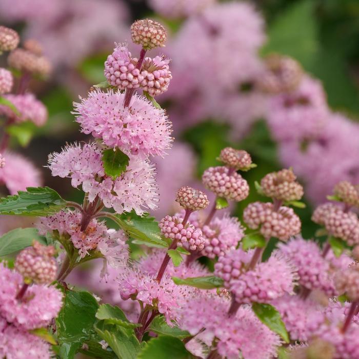 Caryopteris incana Beyond Pink'd®