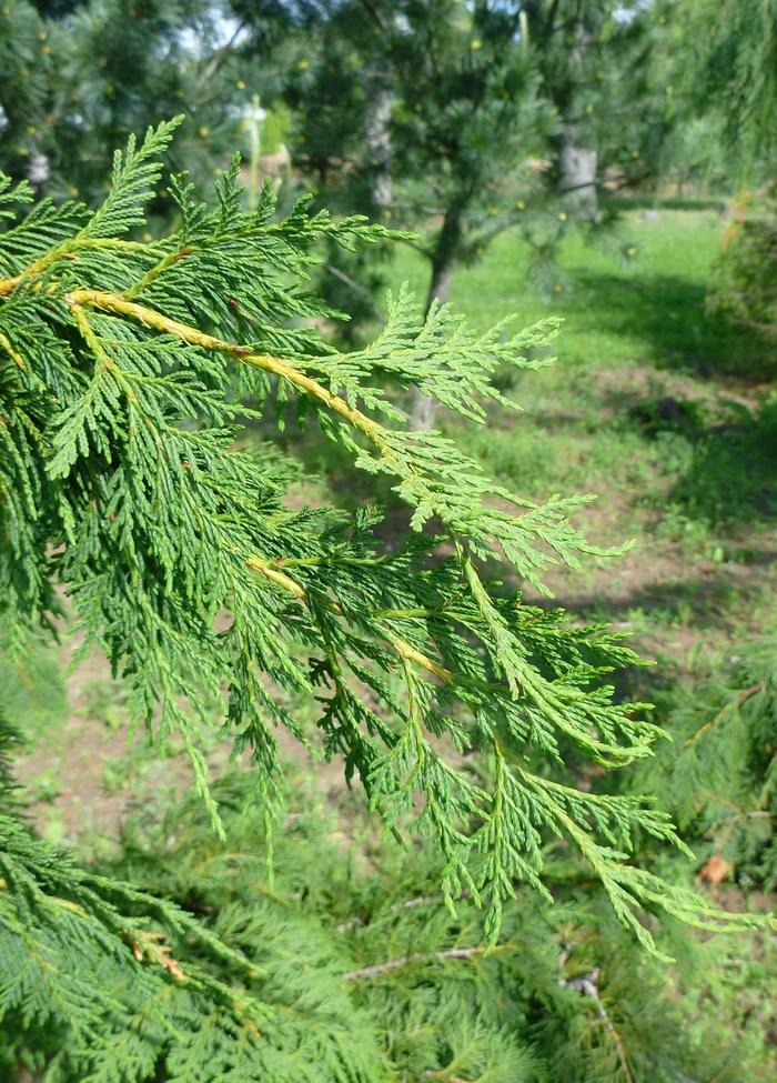 Chamaecyparis nootkatensis Jubilee