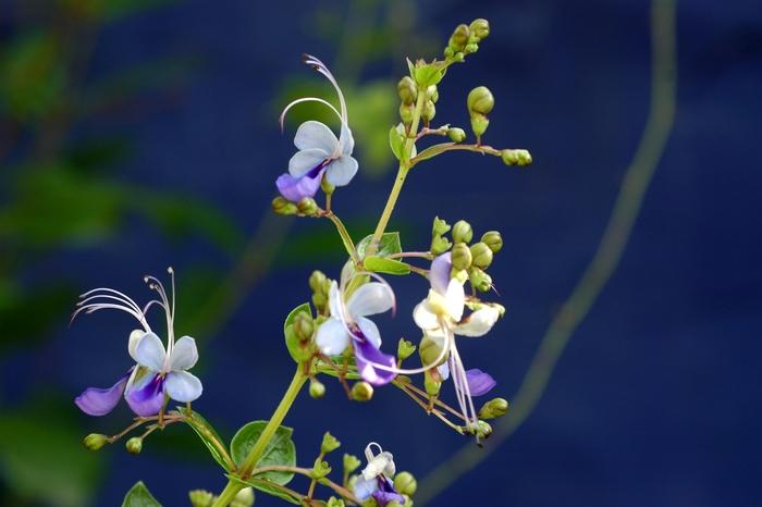 Clerodendrum ugandense