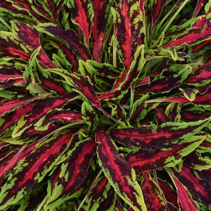Coleus scutellarioides MicroBlaze™ Spitfire
