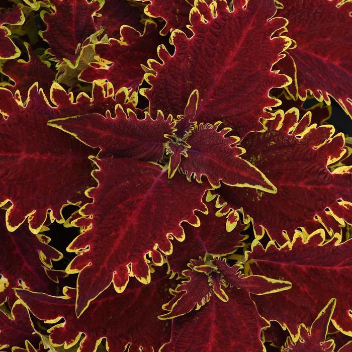 Coleus scutellarioides ChargedUp™ Vulcan