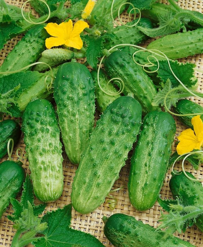 Cucumis sativus Pick a Bushel