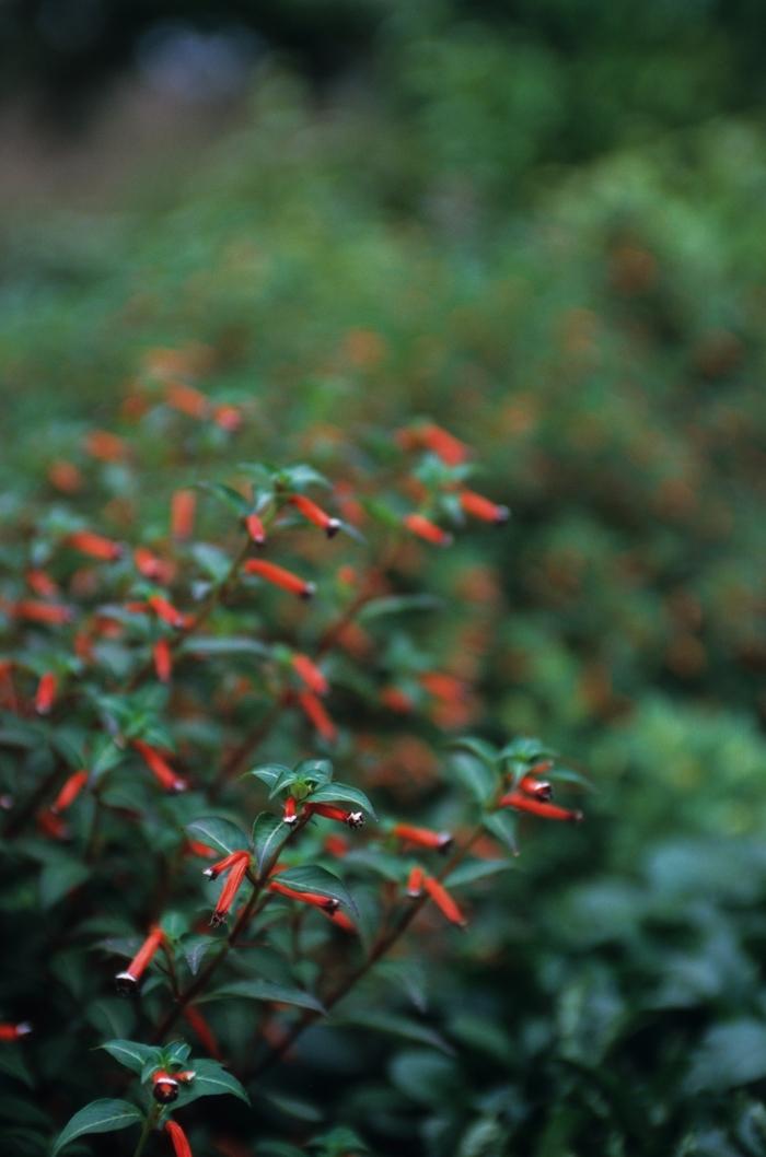 Cuphea ignea