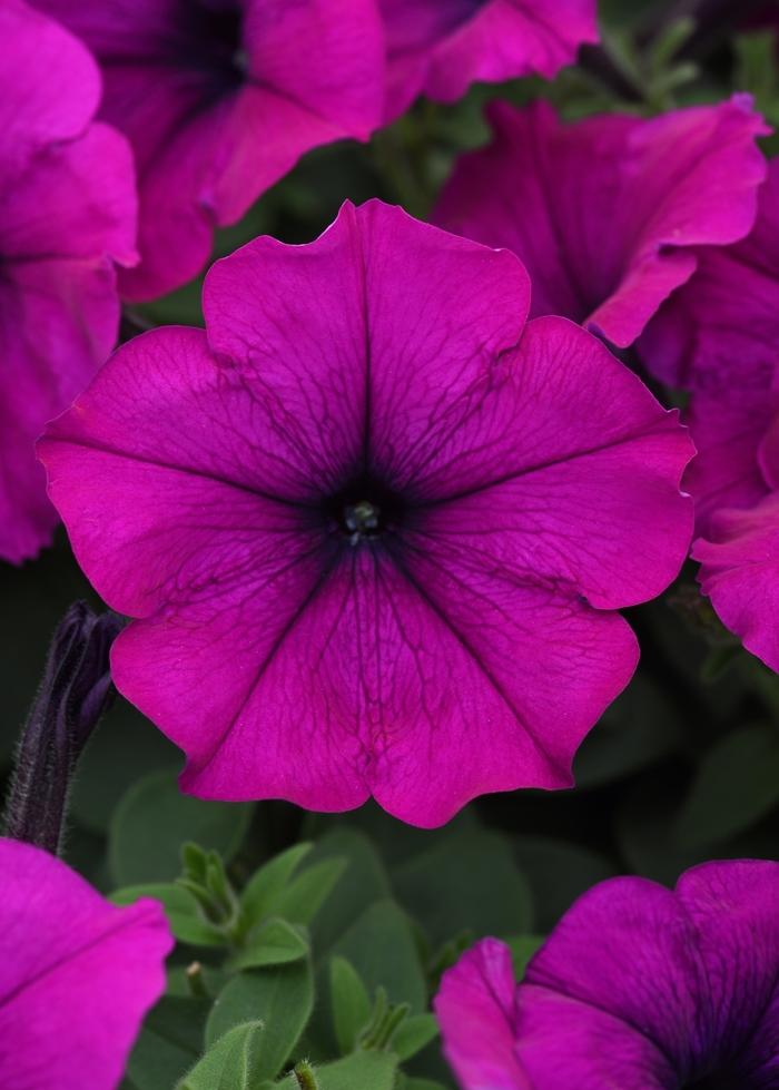 Petunia Easy Wave® Violet