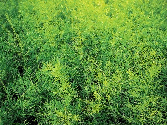 Asparagus densiflorus Proven Accents® Sprengeri