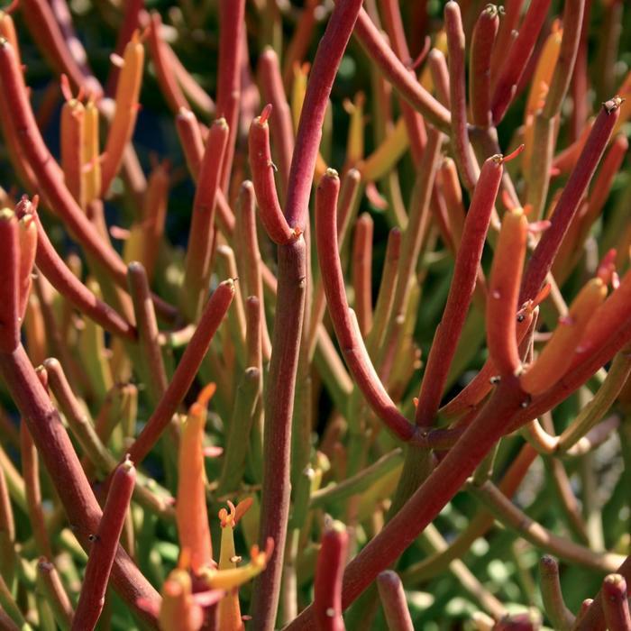 Euphorbia tirucalli Rosea