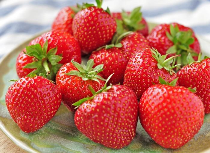 Fragaria Eversweet
