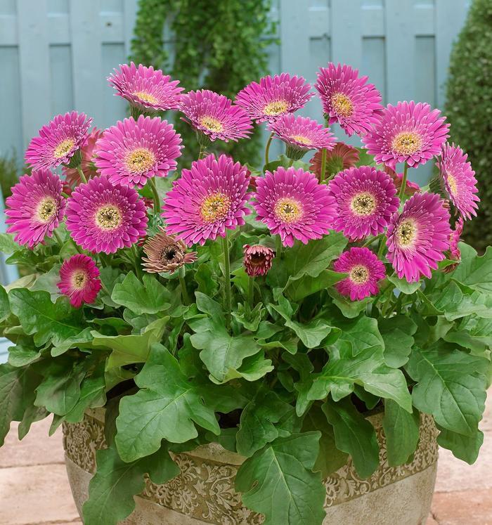 Gerbera Garden Jewels™ Fuchsia